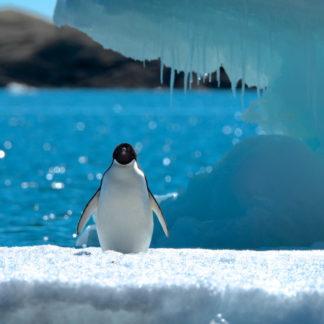 キラキラ輝く世界のペンギン