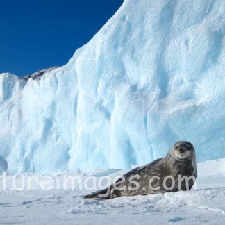 大きな氷をバックに アザラシ