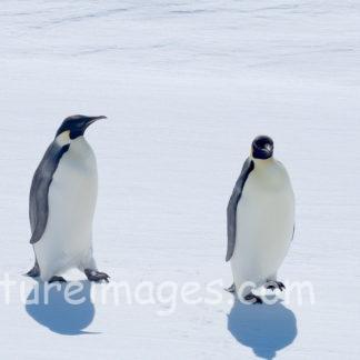 真っ白な氷の上に可愛いペンギンの影