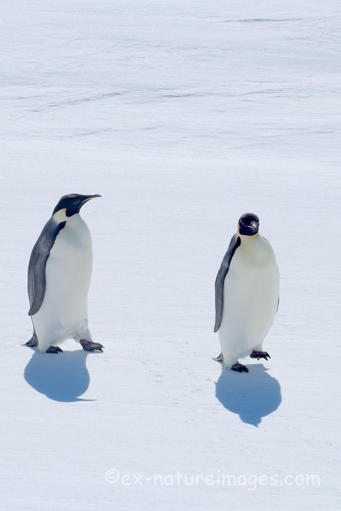 真っ白な氷の上に可愛いペンギンの影 - EXTREME NATURE IMAGES