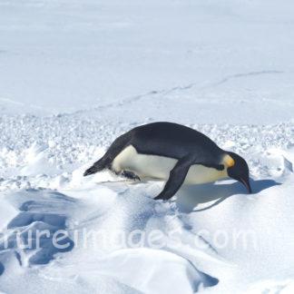 お足元が悪いので 転倒にご注意を!