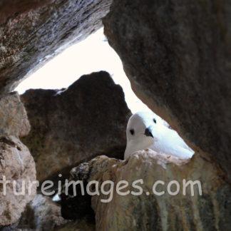 巣の中でのんびり中のユキドリ