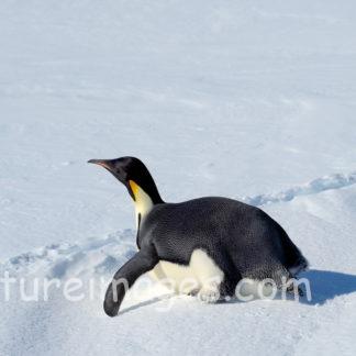 実は首が細くて長いコウテイペンギン