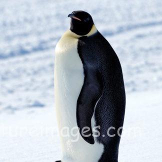 実は小顔なコウテイペンギン