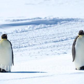 気を付け!!スタイルの2羽のペンギン