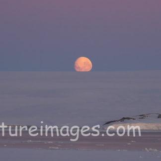 はっきり見えてきた月