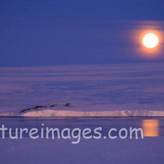 燃えているように見える月