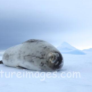 昼寝中のふんわりアザラシ