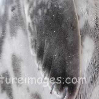 実はこちら アザラシの手です