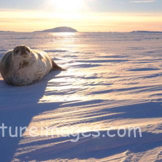 金色の光に照らされるアザラシ