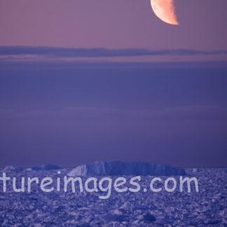 月が出ると紫の世界へと変わる
