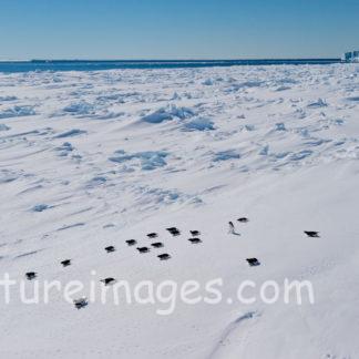 ペンギン行列　1匹だけは２足歩行