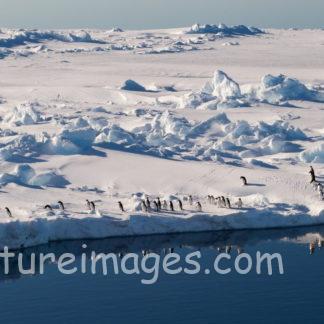 海の前に立つペンギンたち