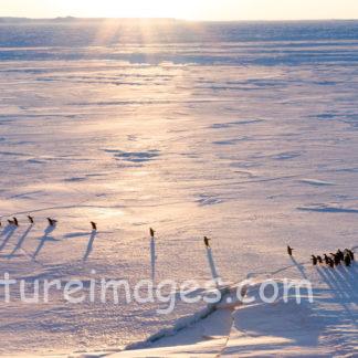 ペンギン行列 光のシャワーを浴びに行こう②