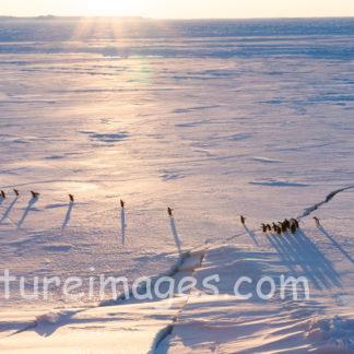 ペンギン行列　光のシャワーを浴びに行こう①