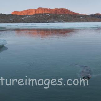 目と鼻を出して泳ぐアザラシ
