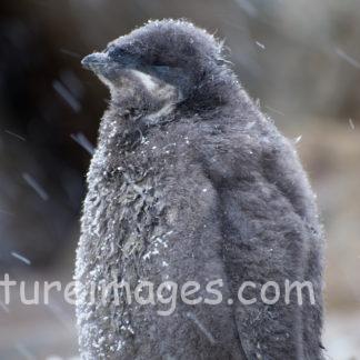 赤ちゃんペンギン　雪にも負けません