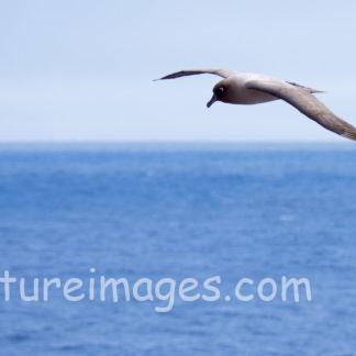 気持ちよさそうに飛ぶアホウドリ①