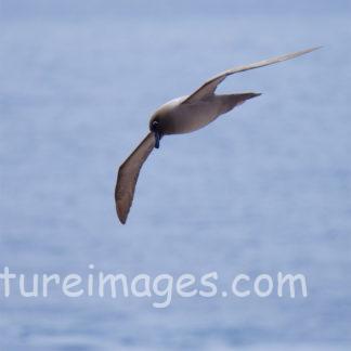 気持ちよさそうに飛ぶアホウドリ③