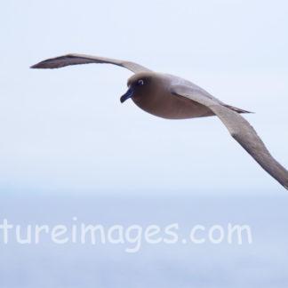 気持ちよさそうに飛ぶアホウドリ④