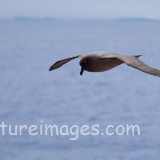 体がグレーのアホウドリ