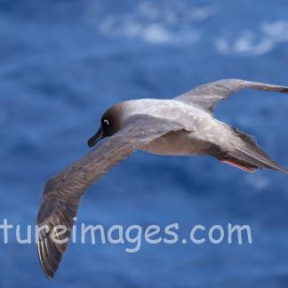 目が可愛いアホウドリ