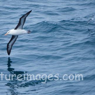 羽の内側がおしゃれなキャンベルアホウドリ