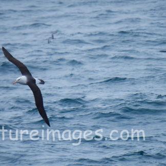 羽を大きく広げて飛ぶアホウドリ