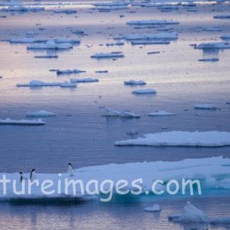 氷の島に３羽のペンギン①