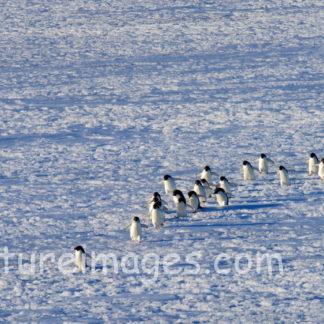 ペンギン行列 足元が悪くても進みます!