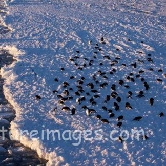 氷の上に沢山のペンギン
