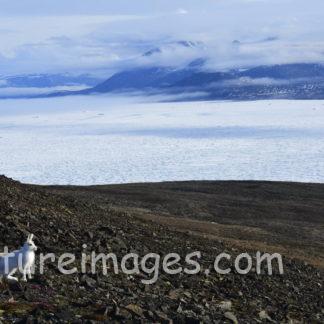 白い世界を背にしたホッキョクウサギ