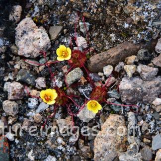 蜘蛛の脚のような北極の黄色い花