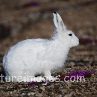 紫の花を食べるホッキョクウサギ①