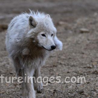 凛々しいホッキョクオオカミ