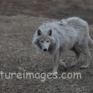 凛々しい姿のホッキョクオオカミ