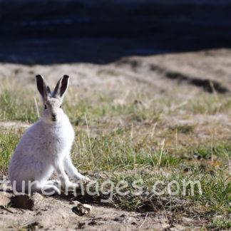 夏毛のホッキョクウサギ