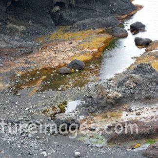 海岸を歩く若いヒグマ