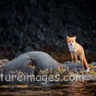 カメラ目線のキタキツネ