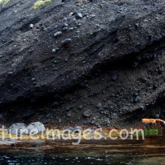 跳ねるキタキツネ