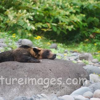 脱力中のヒグマ
