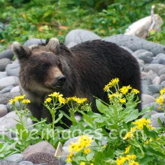 黄色い花の向こうには ヒグマ