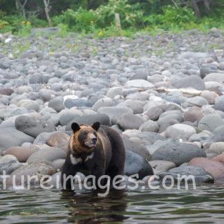 海に入っていくヒグマ①