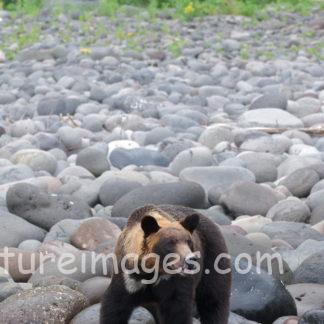 海に入っていくヒグマ②