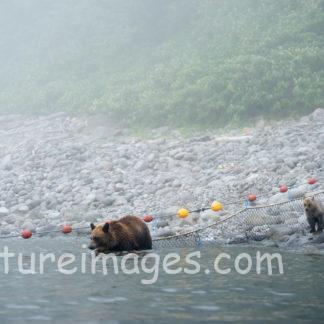 川で遊ぶ親子クマ④