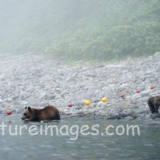 川で遊ぶ親子クマ③