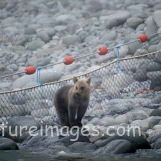 何かを見ている子熊