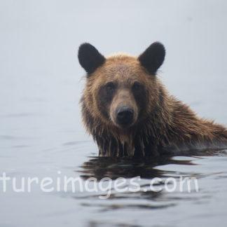 海を泳ぐ親クマ
