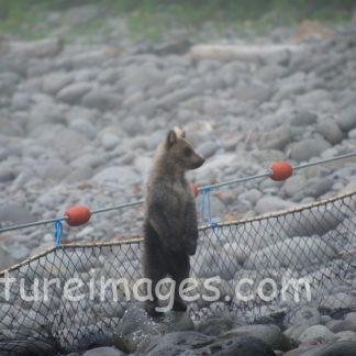 遊んでいる子熊②