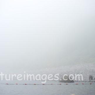 霧の中の親子クマ